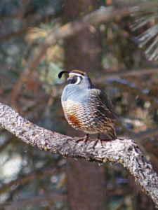 "Gamble's quail"
