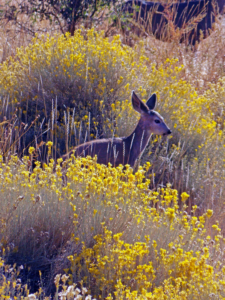 "Tuhui in the Rabbit Bush"