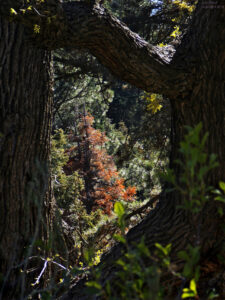 further into the forest